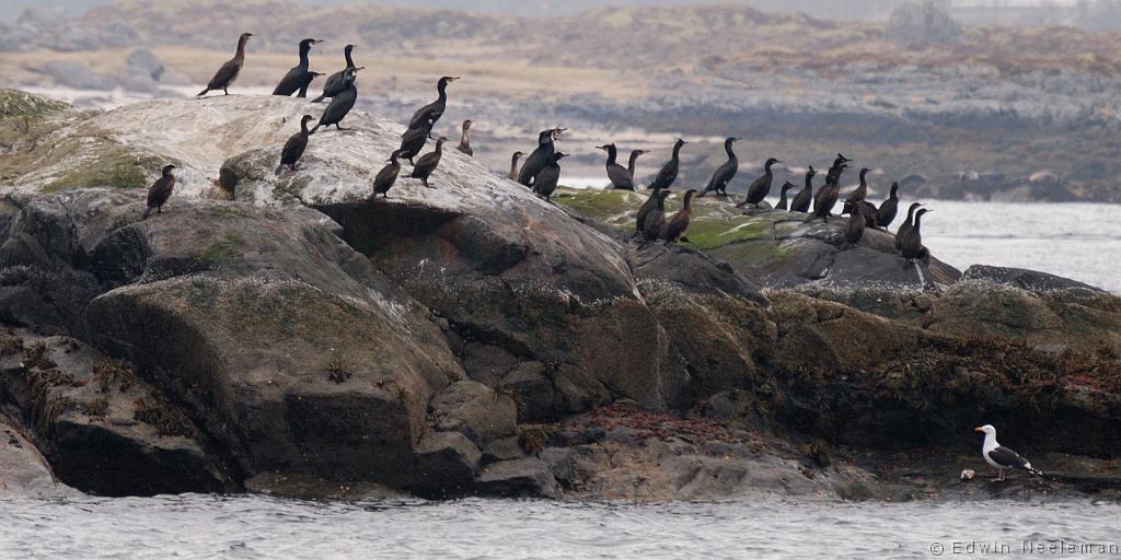 ENE-20090428-0026.jpg - [nl] Aalscholvers ( Phalacrocorax carbo  | Lofoten, Noorwegen[en ] Great Cormorants ( Phalacrocorax carbo ) | Lofoten, Norway